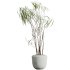AV HousePlants Japandi Decorative Minimalism Ficus Dracaena Marginata24 - Thumbnail 3