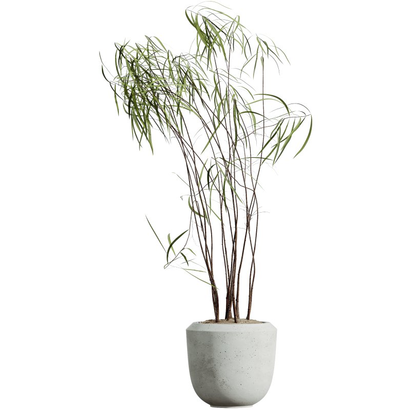 AV HousePlants Japandi Decorative Minimalism Ficus Dracaena Marginata24 - Image 3