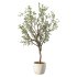 Olive Tree Indoor Plant Set.25 - Thumbnail 1