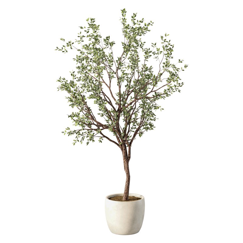 Olive Tree Indoor Plant Set.25 - Image 1