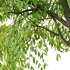 Cinnamomum burmannii Tree 02 - Thumbnail 3