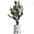 AV Indoor plants set 201 Cactus Opuntia and Candelebra Saguaro Peruvian and Euphorbia Trigona - Thumbnail 2