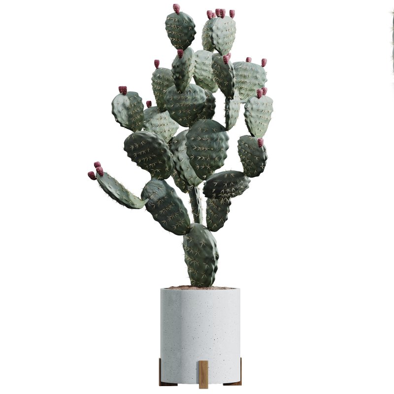 AV Indoor plants set 201 Cactus Opuntia and Candelebra Saguaro Peruvian and Euphorbia Trigona - Image 2