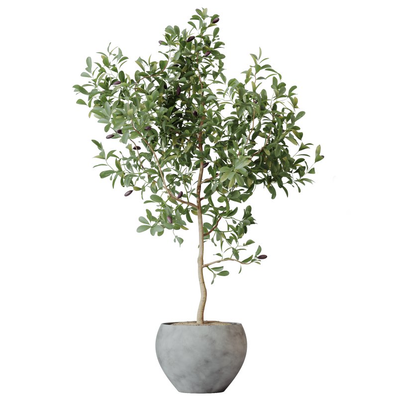 AV Indoor plants set 203 Yucca Aloifolia Rostrata Palm and Olive Eucalyptus and Banana Strelitzia Nicolai and Briful Pachira Aquatica - Image 1