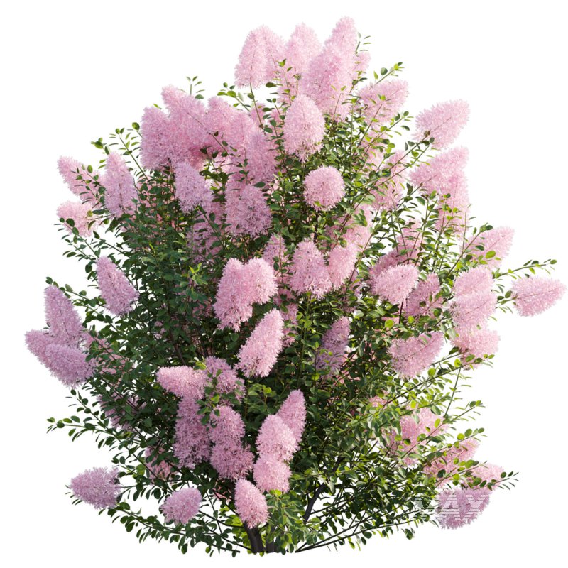 Cotinus coggygria – Smokebush 04 - Image 2