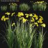 Iris pseudacorus – Yellow flag – 02 - Thumbnail 1