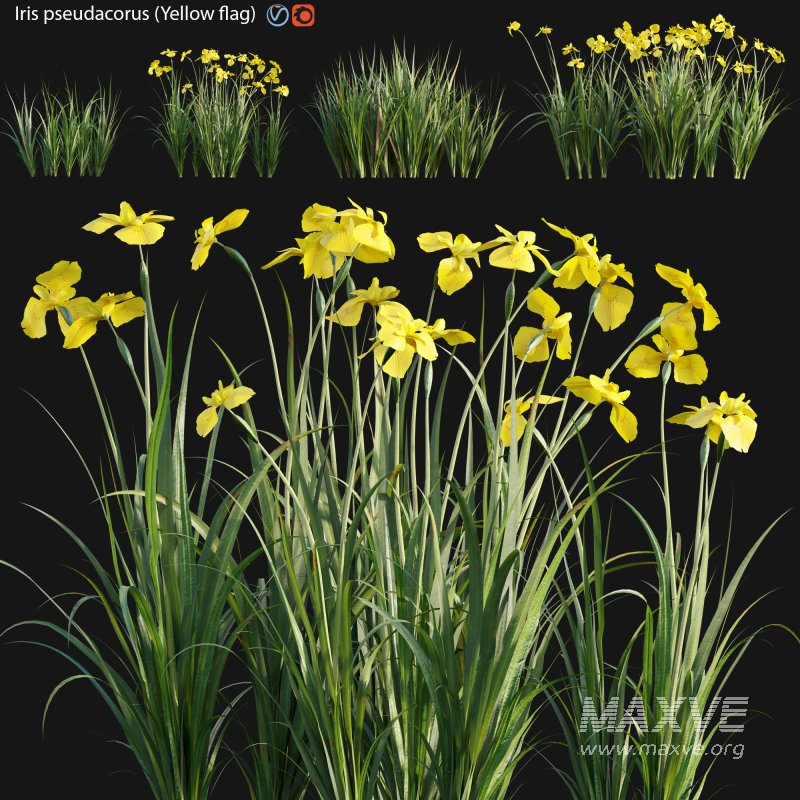 Iris pseudacorus – Yellow flag – 02 - Image 1