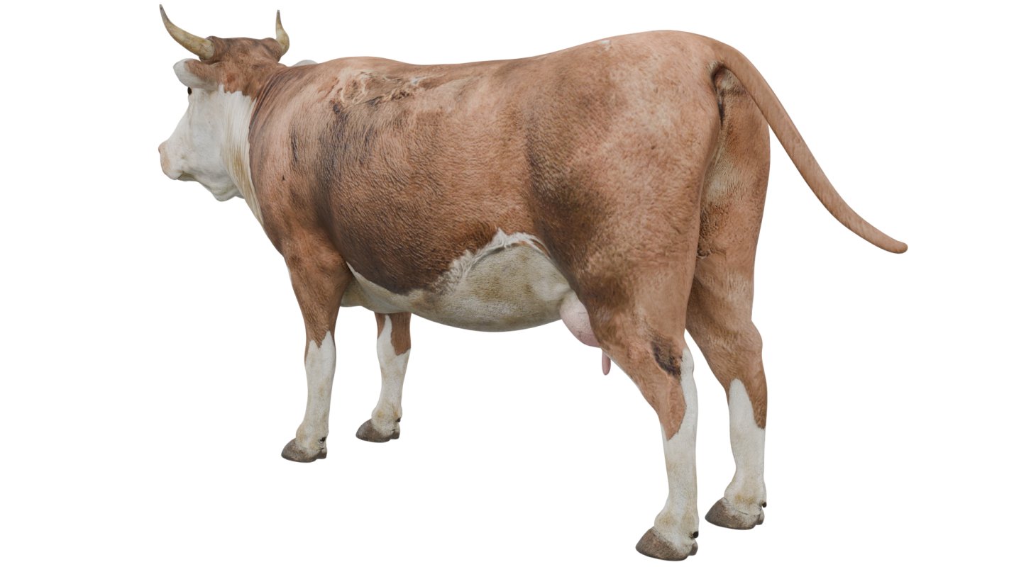 Cow - Image 3