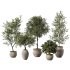 Olive Tree Indoor Plant Set.13 - Thumbnail 1