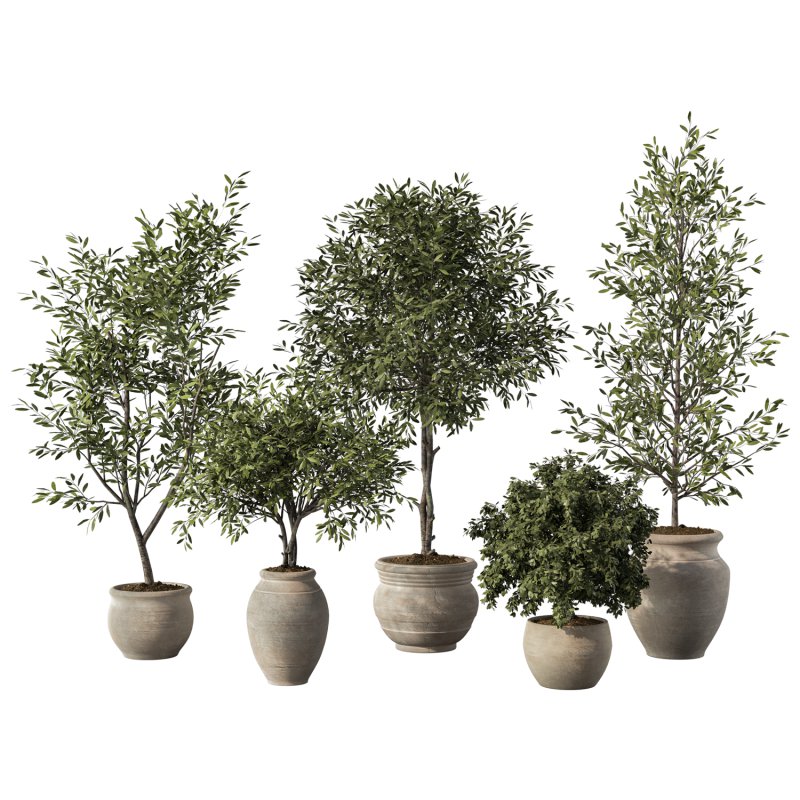 Olive Tree Indoor Plant Set.13 - Image 1