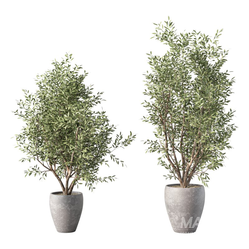 Olive Tree Indoor Plant Set.20 - Image 2