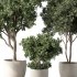 Olive Tree Indoor Plants Set.2 - Thumbnail 4