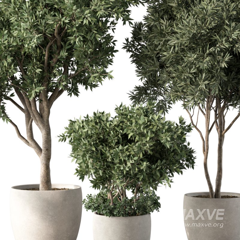 Olive Tree Indoor Plants Set.2 - Image 4