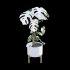 Monstera deliciosa Albo – Var - Thumbnail 5