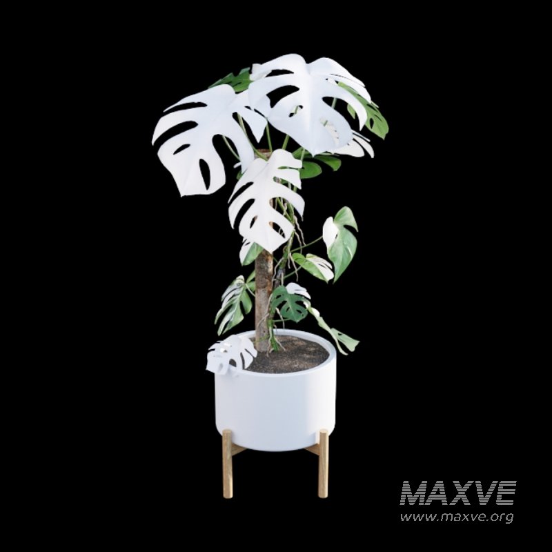 Monstera deliciosa Albo – Var - Image 5