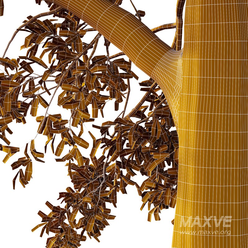 Spanish Moss Tree 01 - Image 3