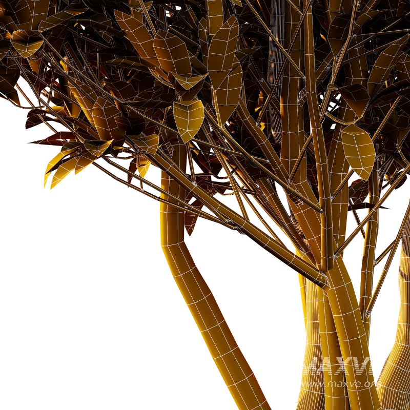 Osmanthus Fragrans Tree 03 - Image 2