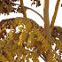 Carpinus Betulus Tree 06 - Thumbnail 5