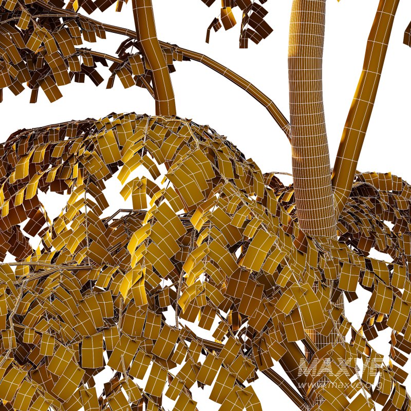 Carpinus Betulus Tree 06 - Image 5