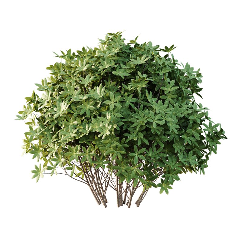 s: Oriental paperbush, mitsumata) is a plant in the family Thymelaeaceae. - Image 7