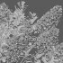 Cotinus coggygria – Smokebush 02 - Thumbnail 5