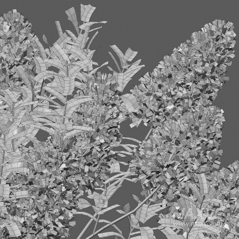 Cotinus coggygria – Smokebush 02 - Image 5