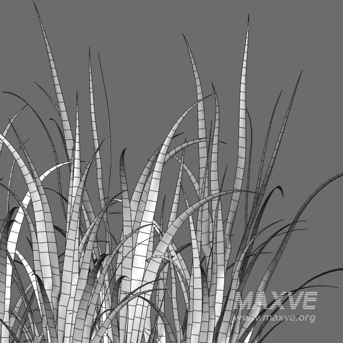 Iris pseudacorus – Yellow flag – 01 - Image 6