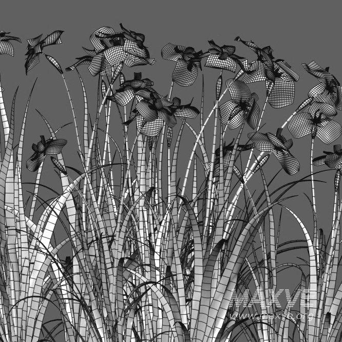 Iris pseudacorus – Yellow flag – 01 - Image 5