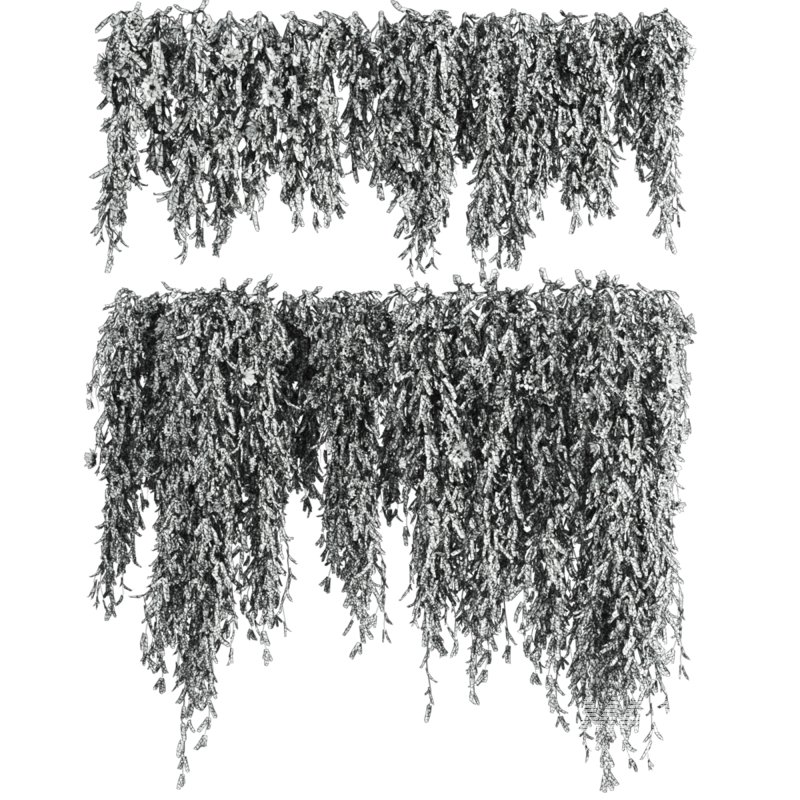 ivy plants - Image 1