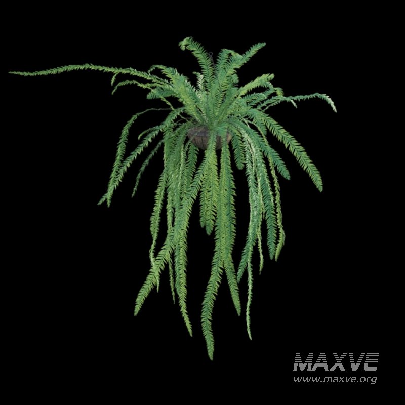 Nephrolepis - Image 5