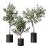 Olive Tree Indoor Plant Set.9 - Thumbnail 5