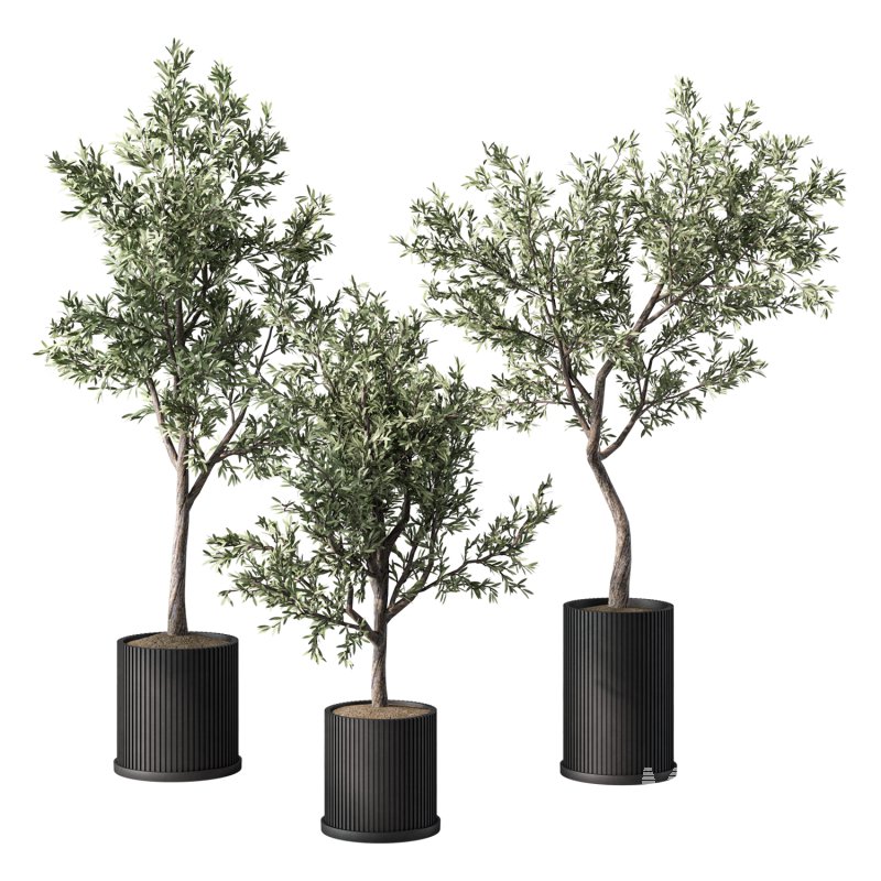 Olive Tree Indoor Plant Set.9 - Image 5