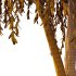 Weeping Willow Tree 01 - Thumbnail 3