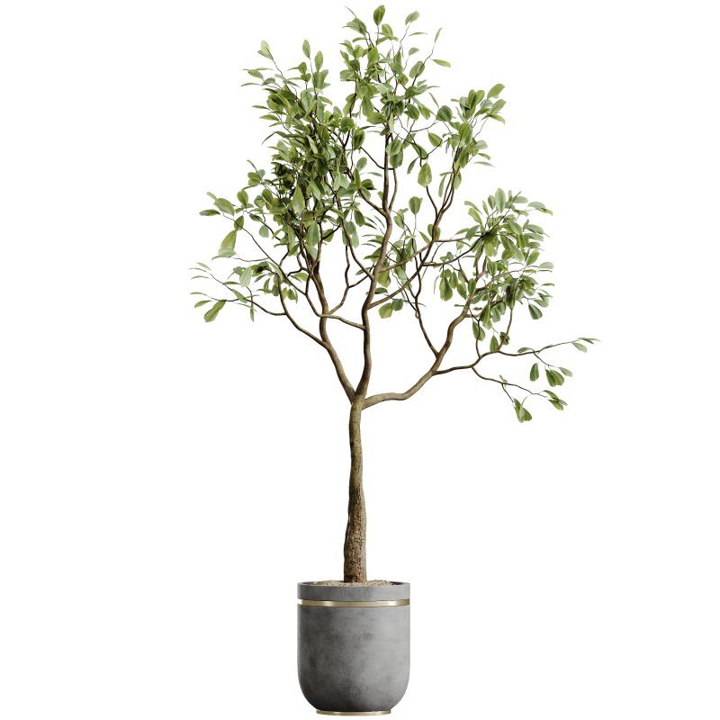 AV HousePlants Japandi Decorative Minimalism Ficus Dracaena Marginata28 - Image 1