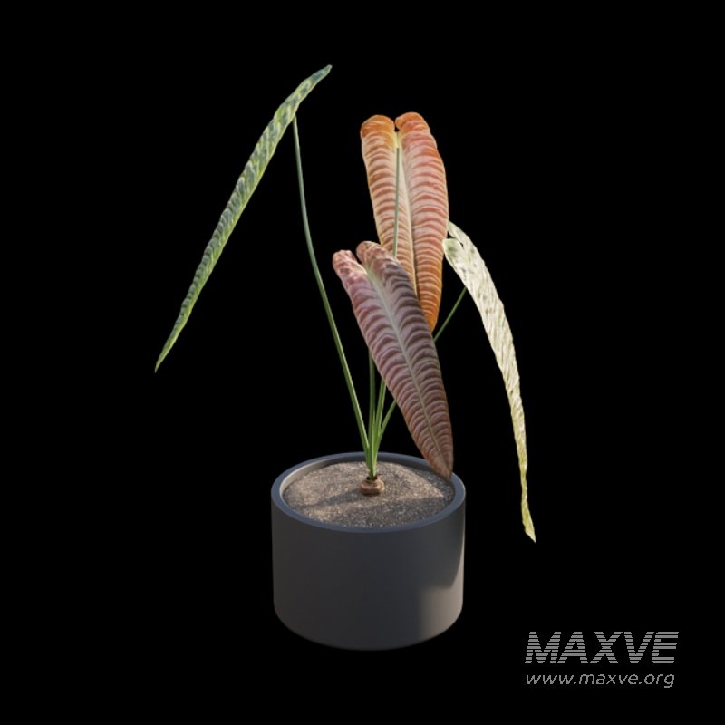 Anthurium Veitchii - Image 2