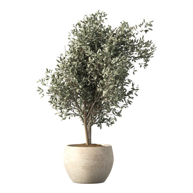 Olive Tree Indoor Plant Set.21 - Image 3