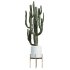 AV Indoor plants set 201 Cactus Opuntia and Candelebra Saguaro Peruvian and Euphorbia Trigona - Thumbnail 1
