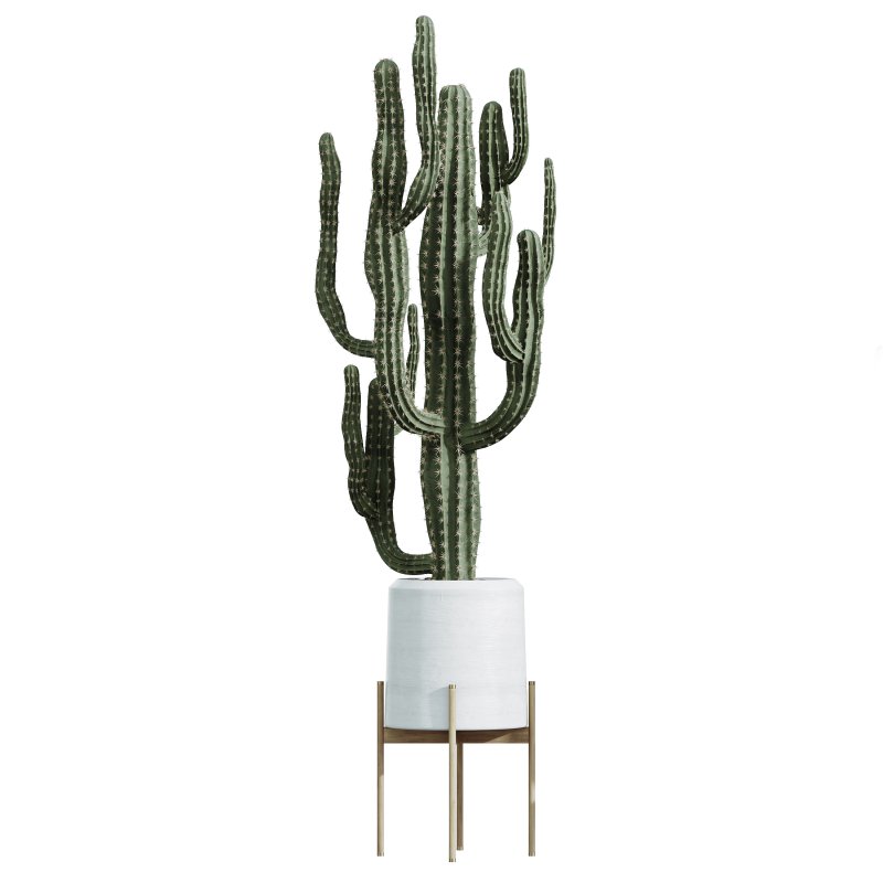 AV Indoor plants set 201 Cactus Opuntia and Candelebra Saguaro Peruvian and Euphorbia Trigona - Image 1