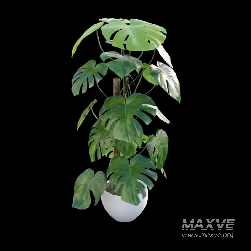 Monstera deliciosa - Image 4