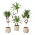 Indoor Plant Yucca set - Thumbnail 2