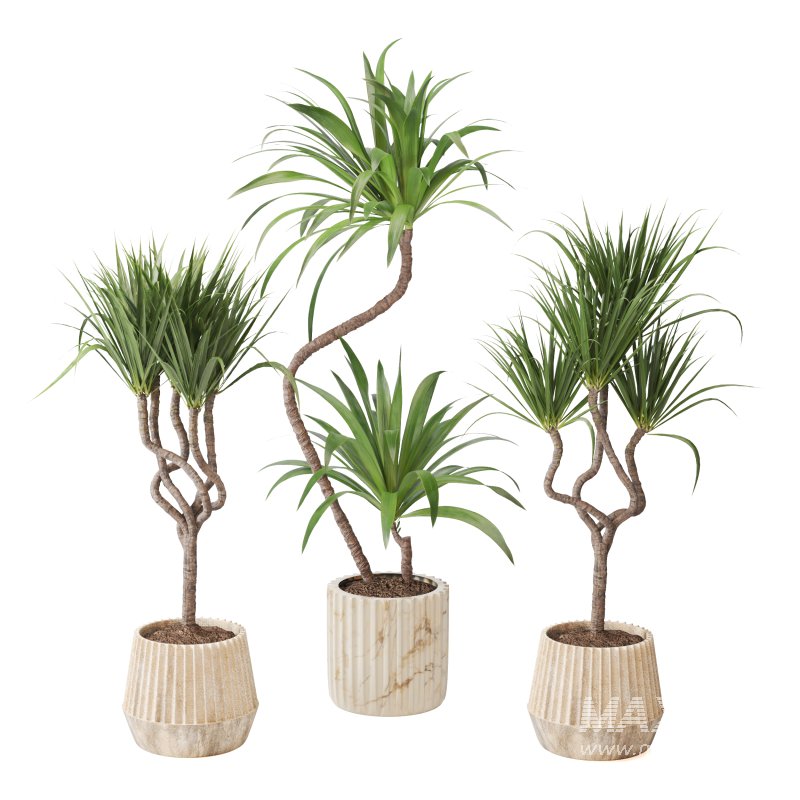 Indoor Plant Yucca set - Image 2