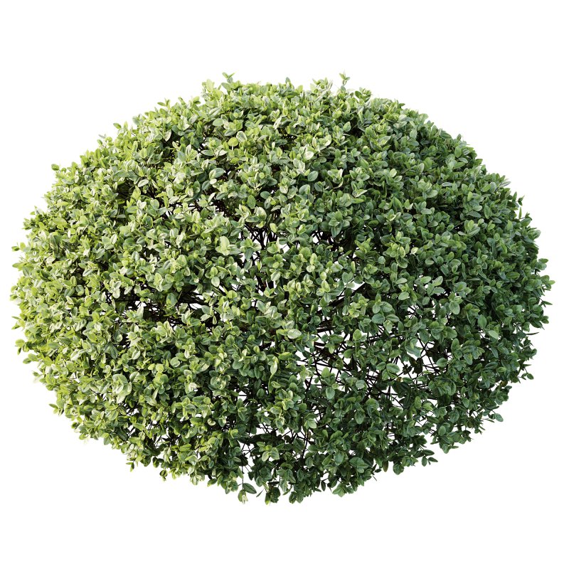 AV Plant Pittosporum Tobira Tenuifolium Shrub Buxus Semperviren Japanese Cheesewood - Image 1
