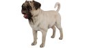 Pug - Thumbnail 1