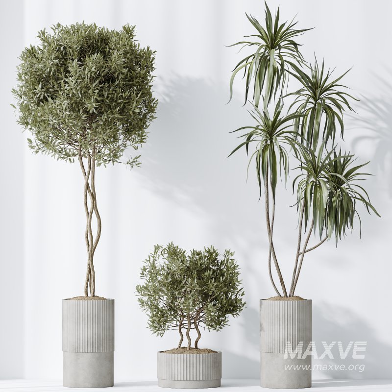 AV Indoor plants set 198 Arbequina Olive and Lemon Lime Cane Dragon and Zamiifolia Aracea and Ficus Elastica Abidjan - Image 6