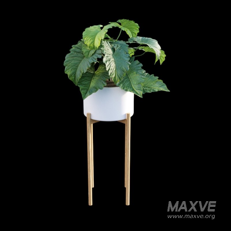 Philodendron subincisum - Image 5