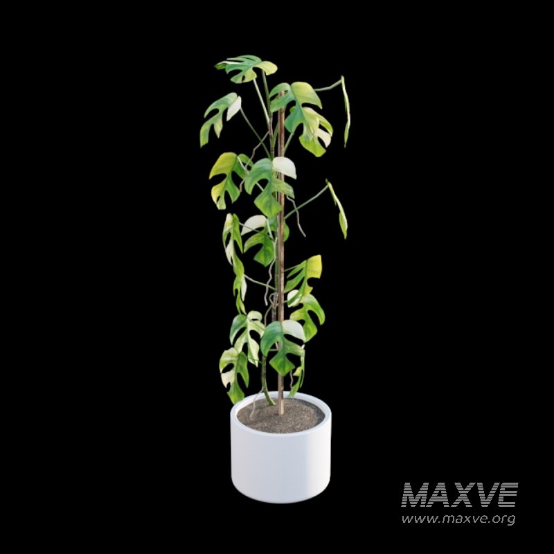 Rhaphidophora tetrasperma variegata – Mini Monstera - Image 2