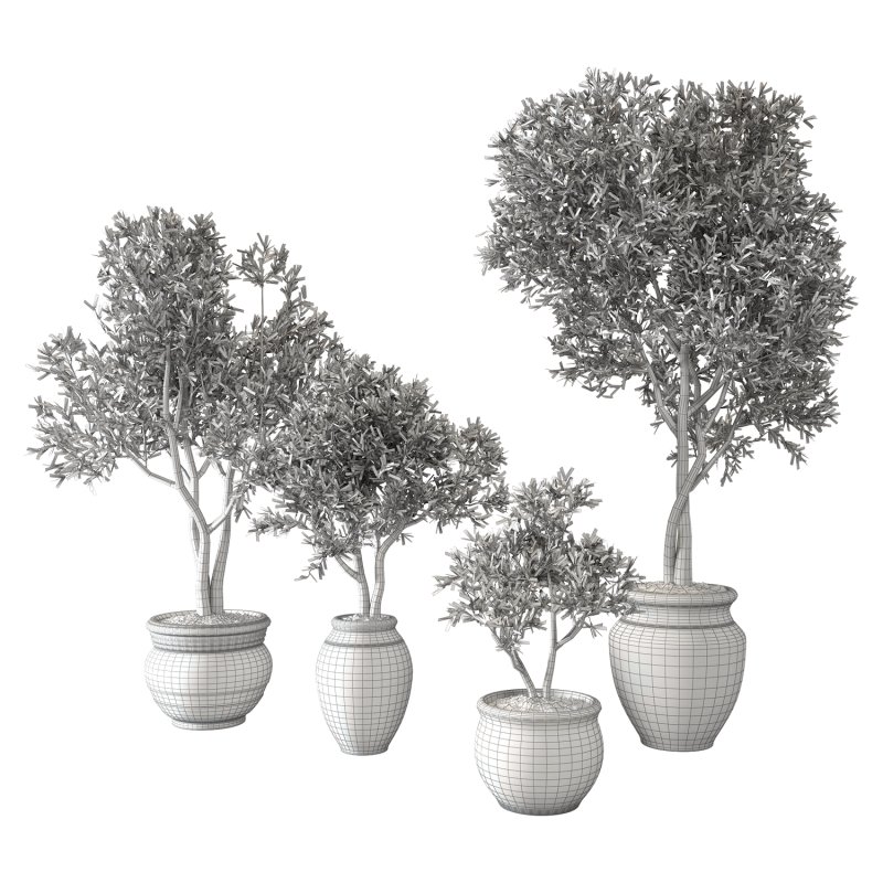 Olive Tree Indoor Set.1 - Image 4