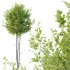 Betula Pendula Tree 03 - Thumbnail 4
