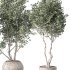 Olive Tree Indoor Plant Set.16 - Thumbnail 4