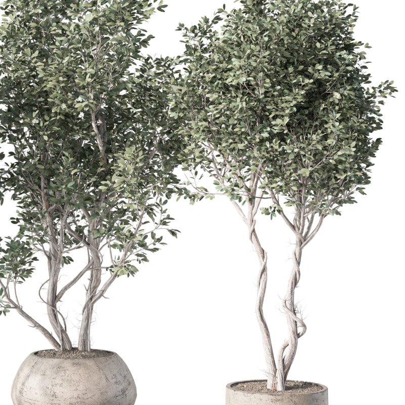 Olive Tree Indoor Plant Set.16 - Image 4